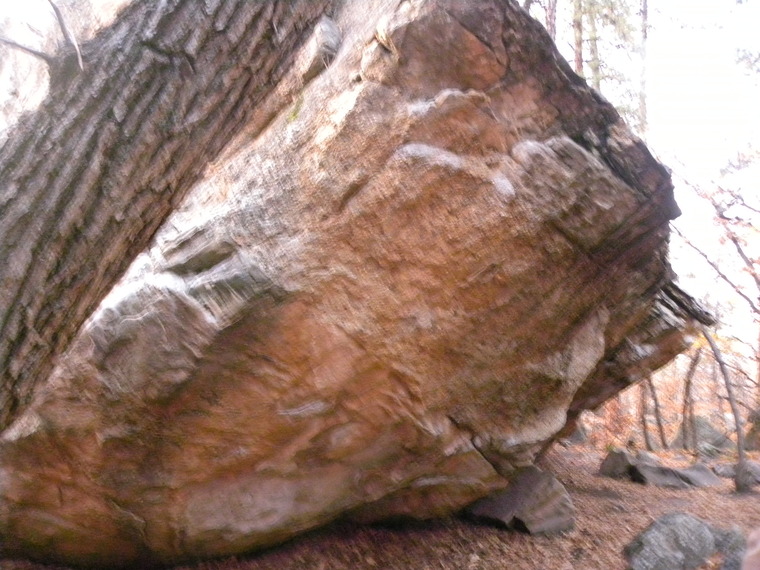 Petrified Boulder