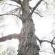 Trad tree thumbnail