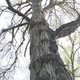 Toprope tree thumbnail