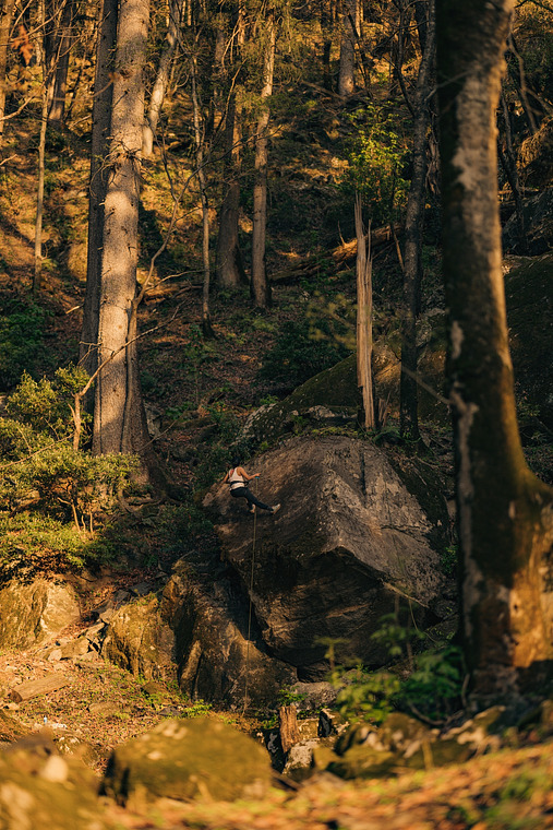 Marori Forest 